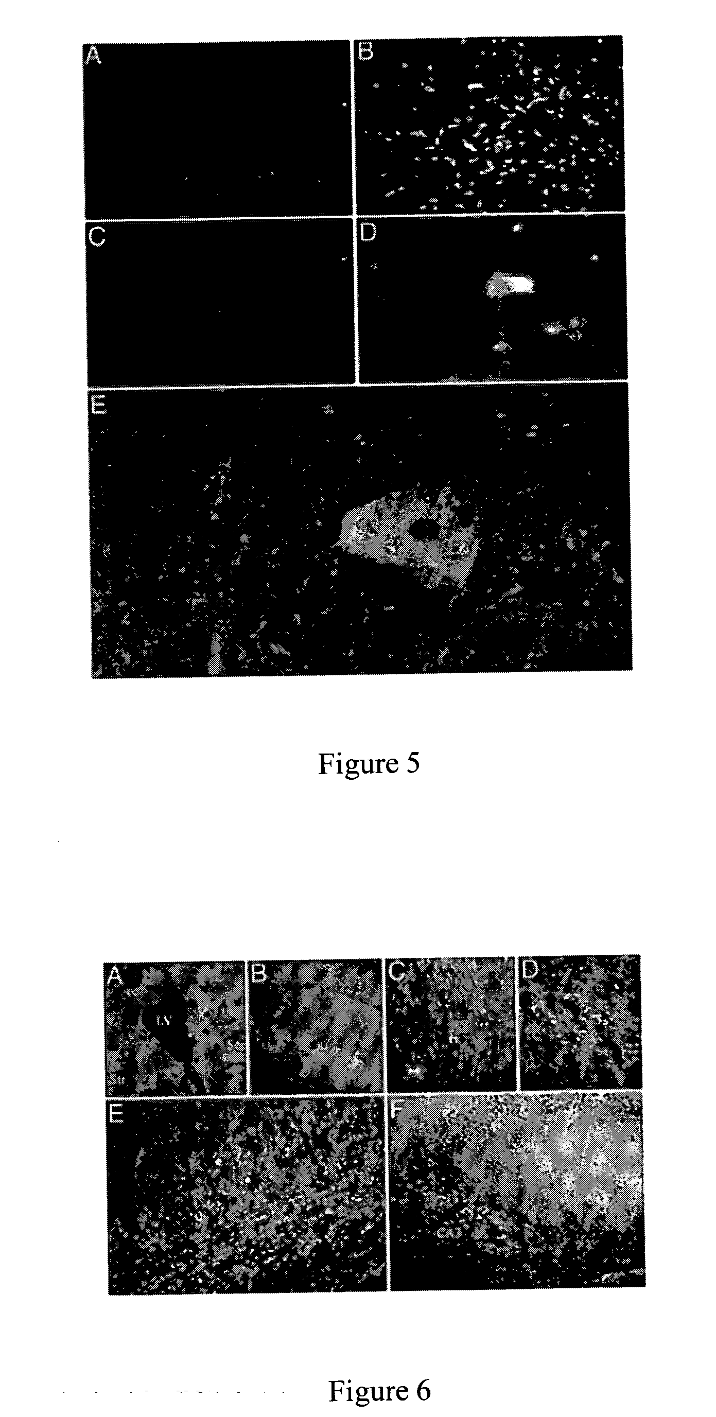 Amino functionalized ORMOSIL nanoparticles as delivery vehicles