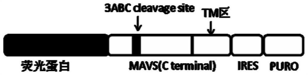 A kind of cell line for detecting hepatitis A virus titer and its construction method and application