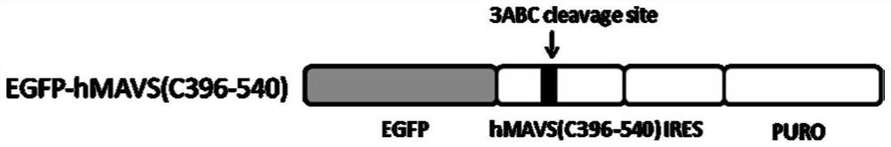 A kind of cell line for detecting hepatitis A virus titer and its construction method and application