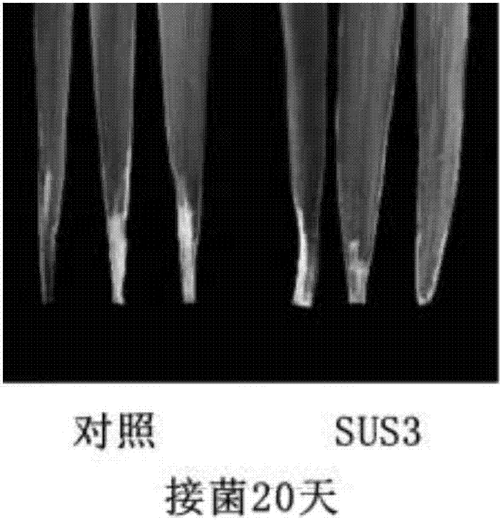 Method for improving resistance to bacterial blight of rice by using sucrose synthase