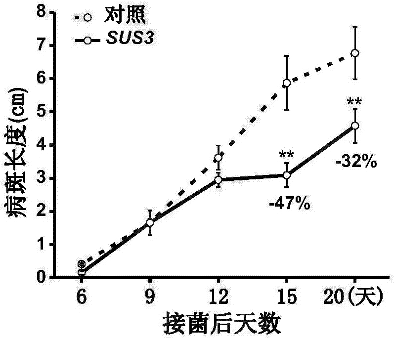 Method for improving resistance to bacterial blight of rice by using sucrose synthase