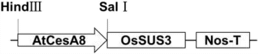 Method for improving resistance to bacterial blight of rice by using sucrose synthase