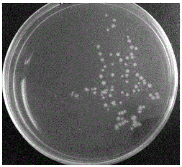 Lactobacillus. crispatus strain, and microecological preparation thereof