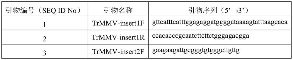 Trichosanthes kirilowii Maxim mosaic virus, and infectious cloning vector, construction method and application thereof