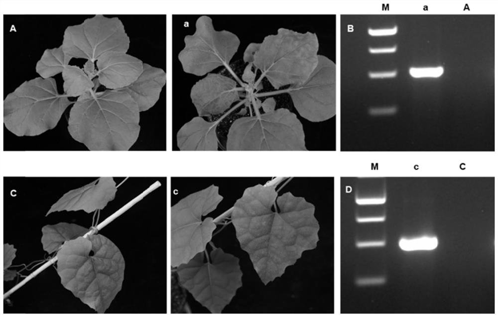 Trichosanthes kirilowii Maxim mosaic virus, and infectious cloning vector, construction method and application thereof
