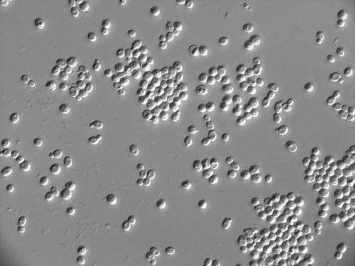 A method of using high-yielding indigenous aroma-producing yeast to strengthen Daqu to increase the alcohol content of alcoholic fermentation liquid and reduce the content of isoamyl alcohol