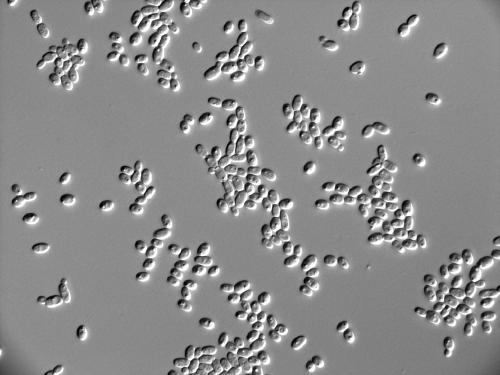 A method of using high-yielding indigenous aroma-producing yeast to strengthen Daqu to increase the alcohol content of alcoholic fermentation liquid and reduce the content of isoamyl alcohol