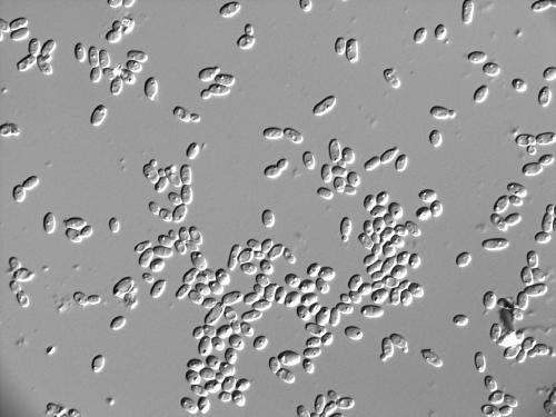 A method of using high-yielding indigenous aroma-producing yeast to strengthen Daqu to increase the alcohol content of alcoholic fermentation liquid and reduce the content of isoamyl alcohol