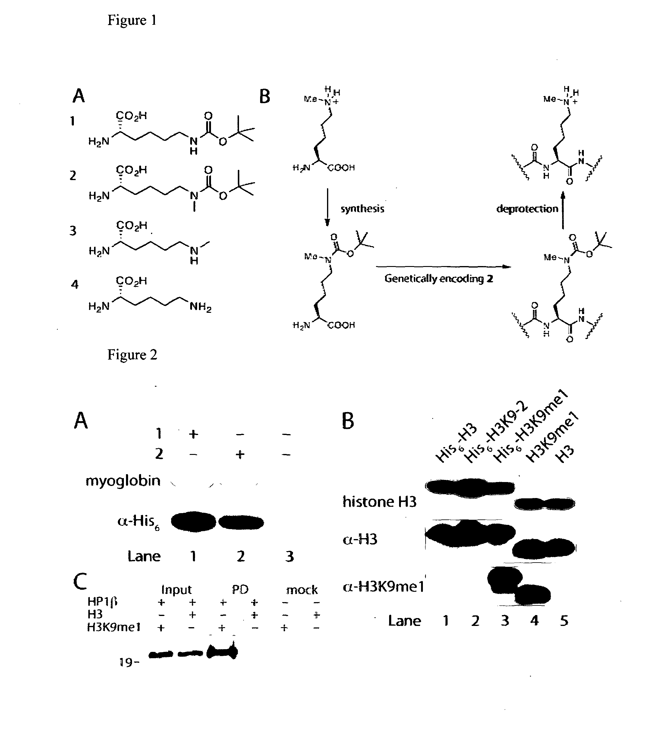 Incorporation of methyl lysine into polypeptides