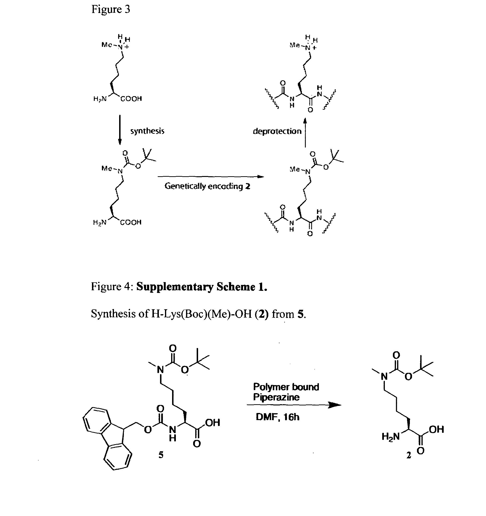 Incorporation of methyl lysine into polypeptides