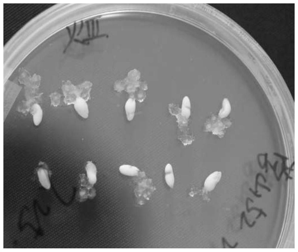 A method for inducing embryogenic callus of taeda pine and its special medium