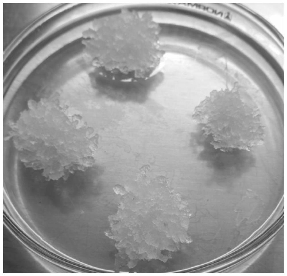 A method for inducing embryogenic callus of taeda pine and its special medium