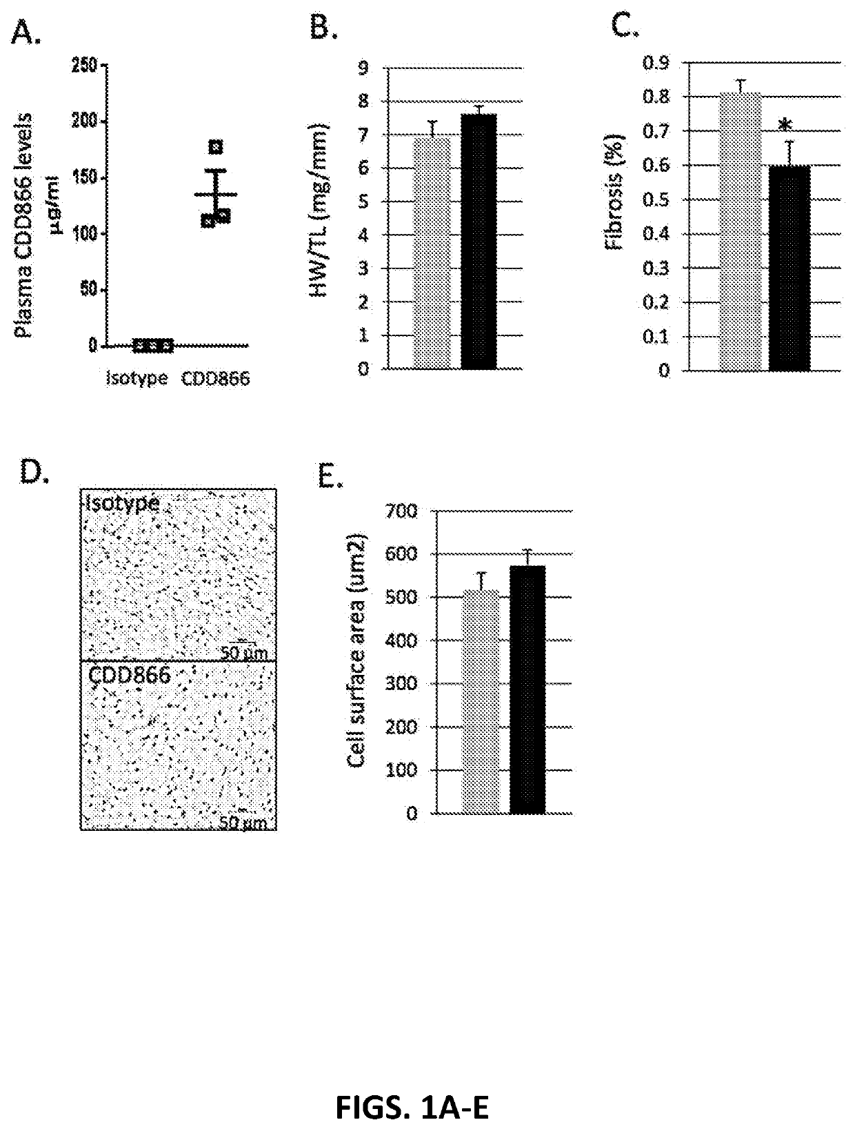 Methods for treating and/or reducing the likelihood of heart failure by administering anti-activin receptor type II (anti-ActRII) antibody