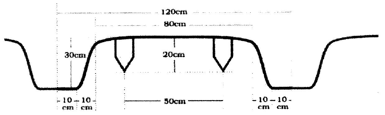 Transplanting method of pepper well cellar