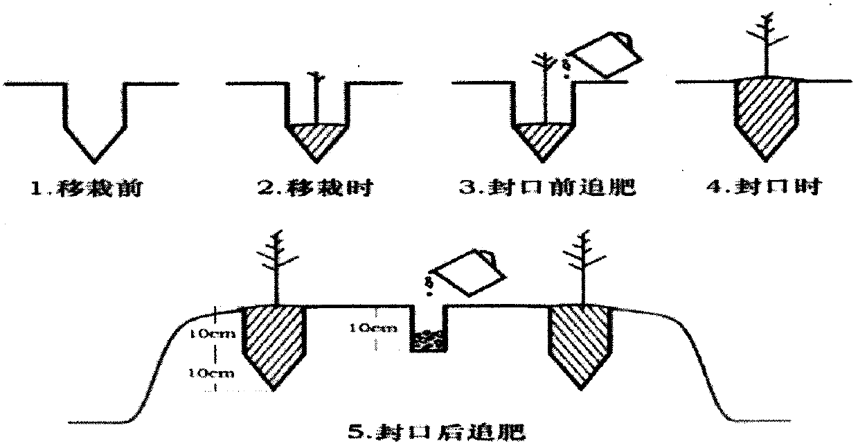 Transplanting method of pepper well cellar