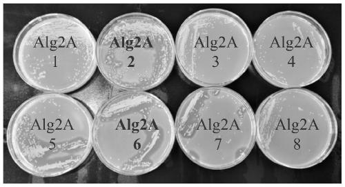 Alginate lyase Alg2A and preparation method and application thereof