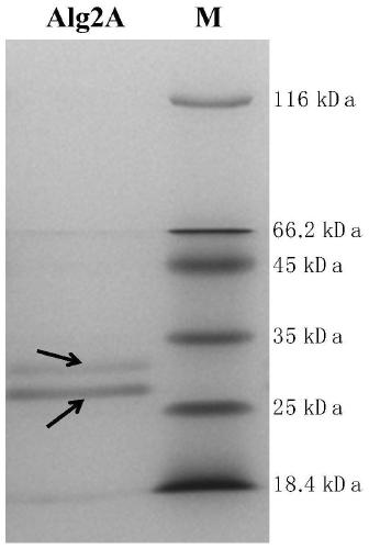 Alginate lyase Alg2A and preparation method and application thereof