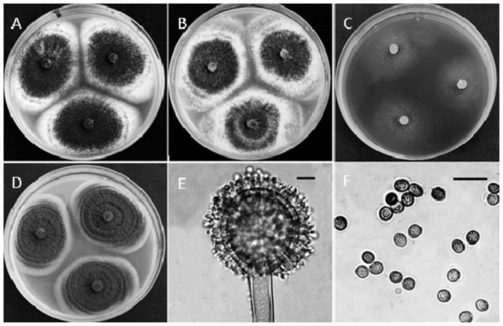 Aspergillus flavus strains and uses thereof