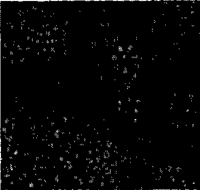 Use of daphne primeverose-genkwanin and daphne plant