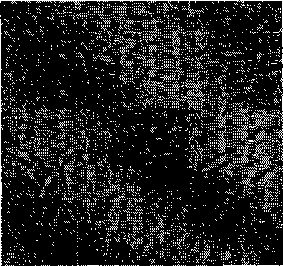 Use of daphne primeverose-genkwanin and daphne plant