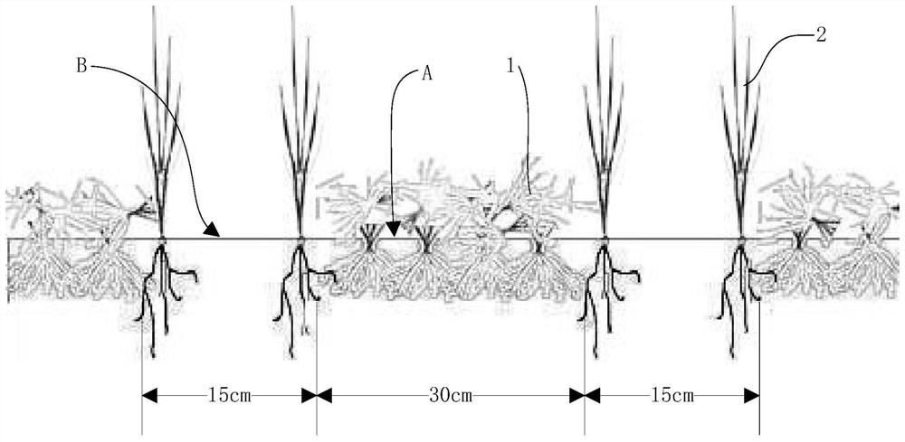 Direct-seeding rice efficiency-increasing and emission-reducing protection farming planting method