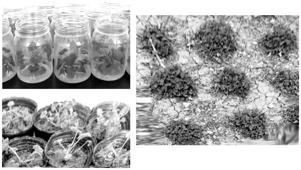 A Tissue Culture Rapid Propagation Method of Orchid and Its Application