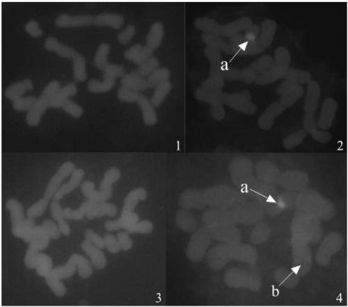 Treatment method of chromosome preparation used for fluorescence in situ hybridization of hyacinthus plant root tip chromosomes