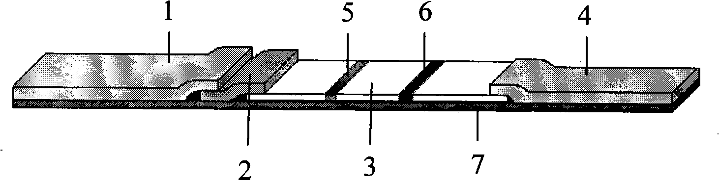 HCV IgM antibody rapid detection test paper