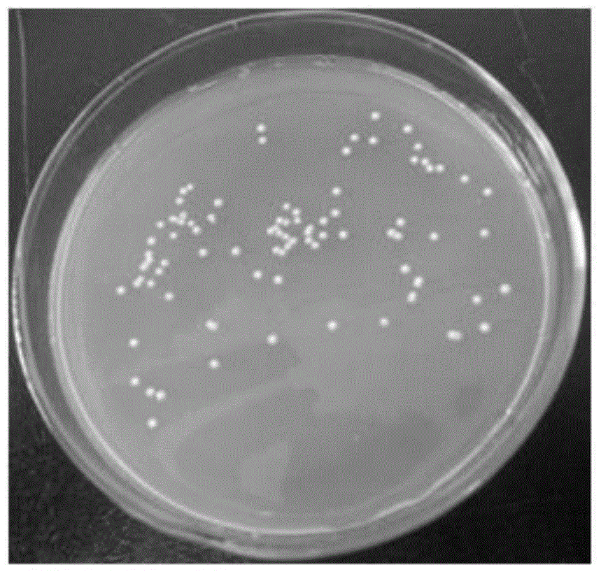 Method for detecting cytotoxicity of nano materials through yeast mutant strains