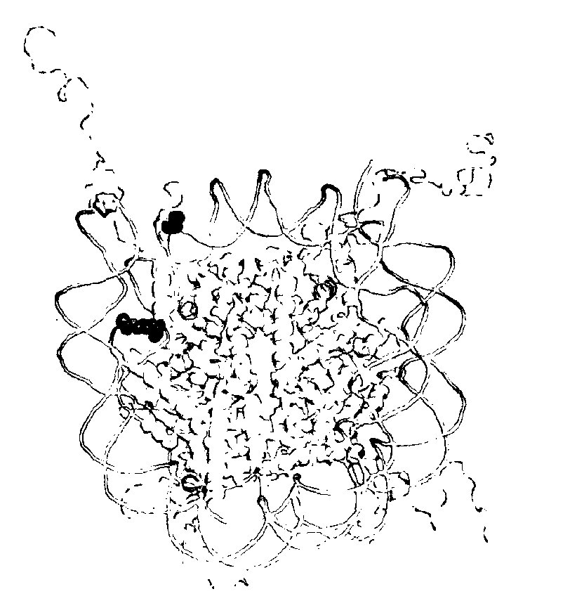 ACETYL LYSINE INCORPORATION WITH tRNA SYNTHETASE