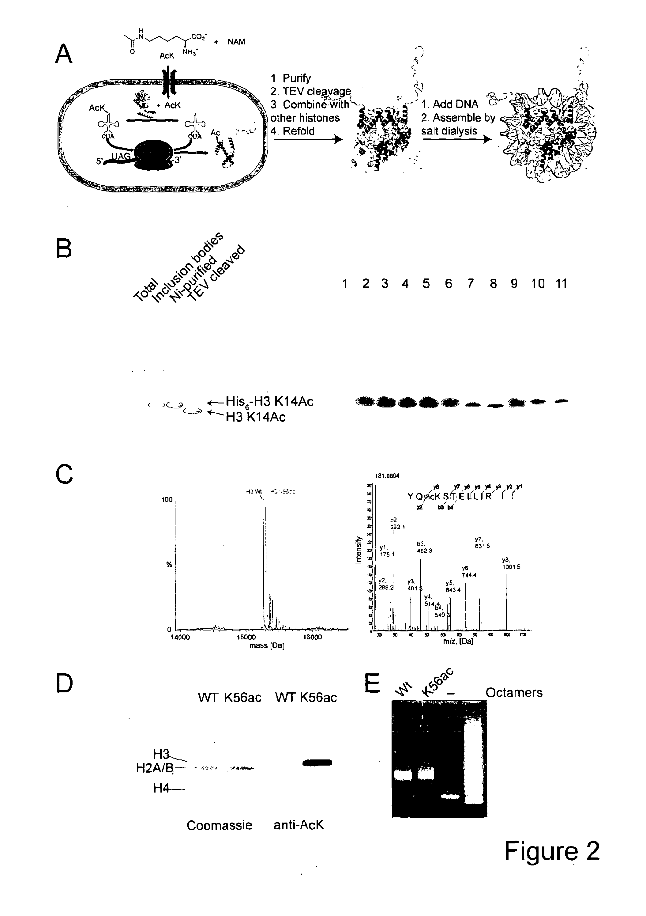 ACETYL LYSINE INCORPORATION WITH tRNA SYNTHETASE