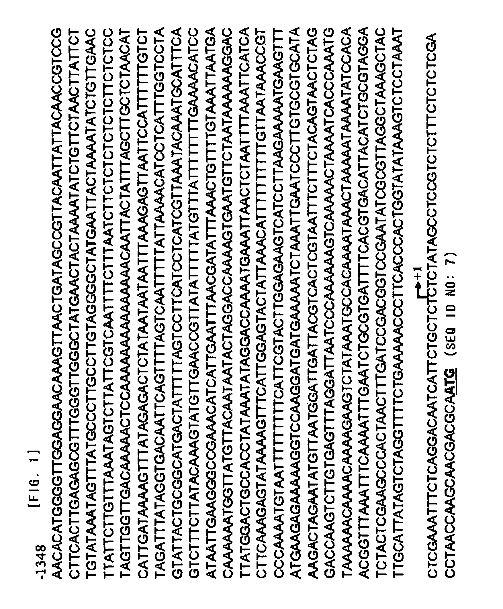 Promoter from sweet potato ran GTPase gene for the high level expression in plant-tissue culture and vector using the same