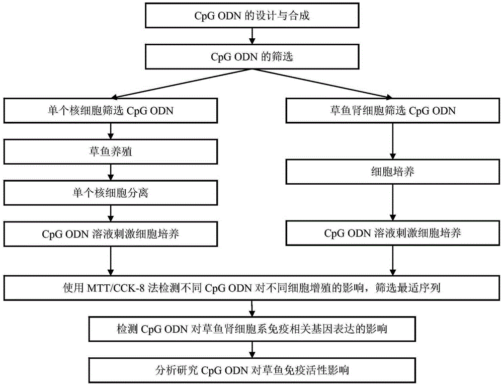 CpG ODN sequence with grass carp immune enhancement activity and use thereof