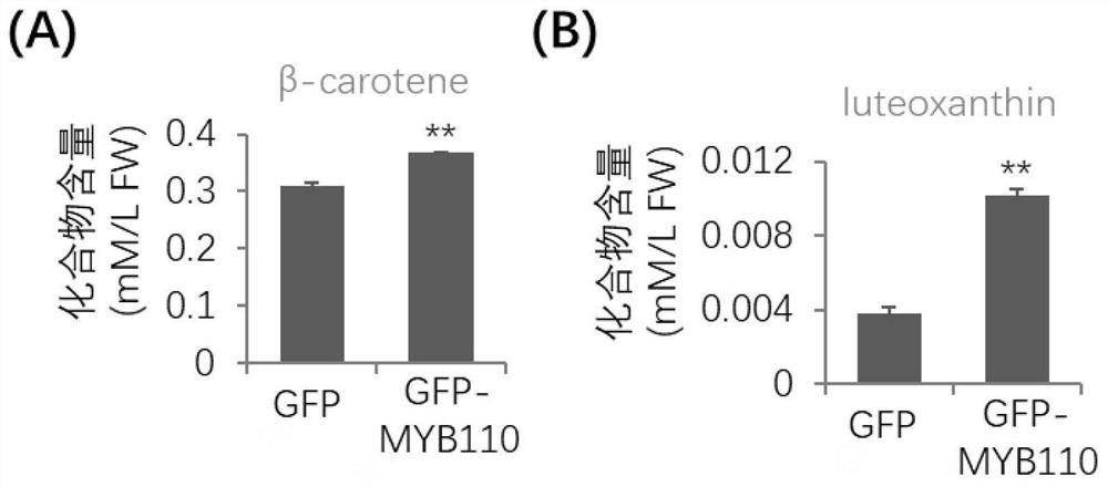 CsMYB110 gene and application thereof in regulation of synthesis of carotenoids