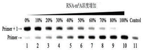 A method for the quantitative detection of 6-methylaminopurine in dna and rna