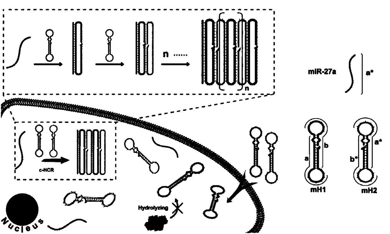 Circular dumbbell-shaped probes and application thereof