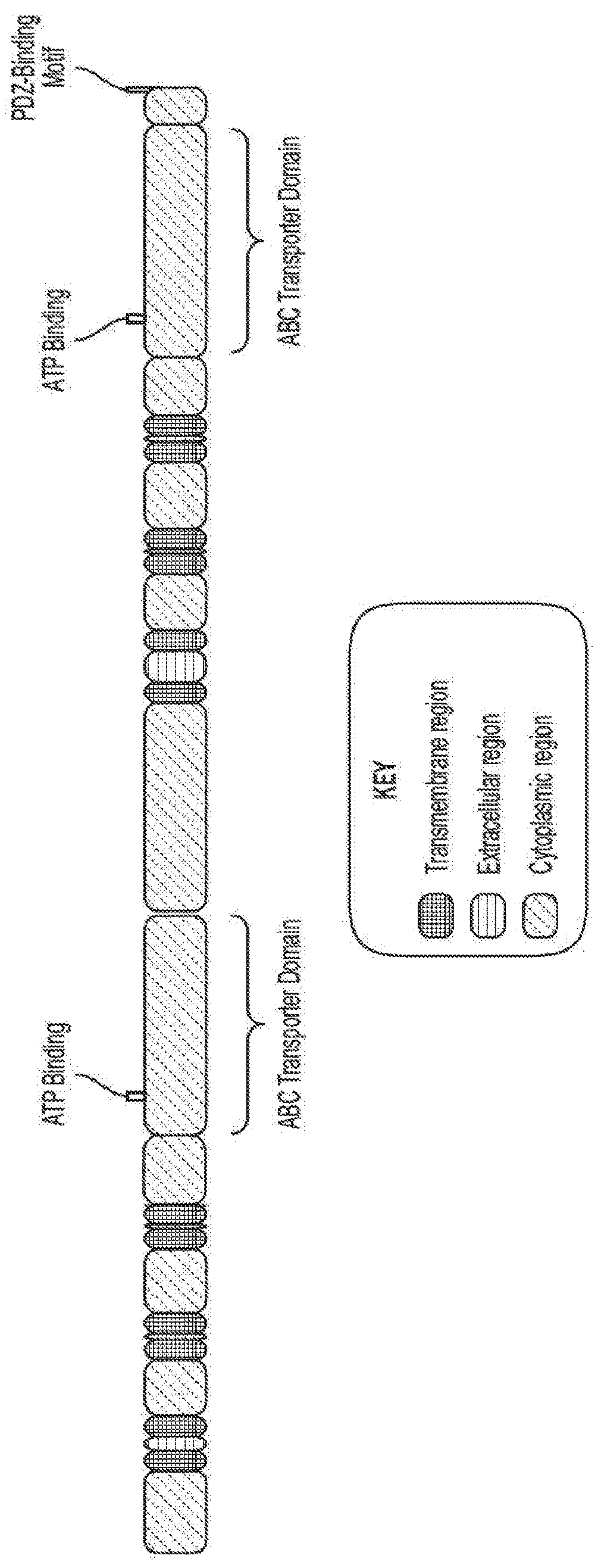 Polynucleotides Encoding Cystic Fibrosis Transmembrane Conductance Regulator for the Treatment of Cystic Fibrosis