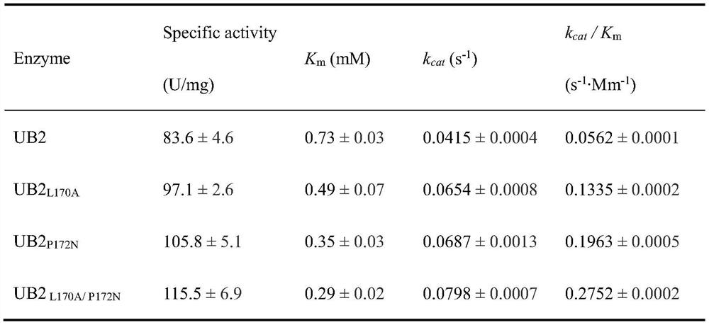 Method for producing trans-4-Hyp (trans-4-hydroxy-L-proline) through transformation of recombinant escherichia coli