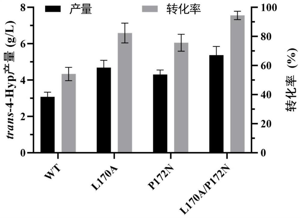 Method for producing trans-4-Hyp (trans-4-hydroxy-L-proline) through transformation of recombinant escherichia coli