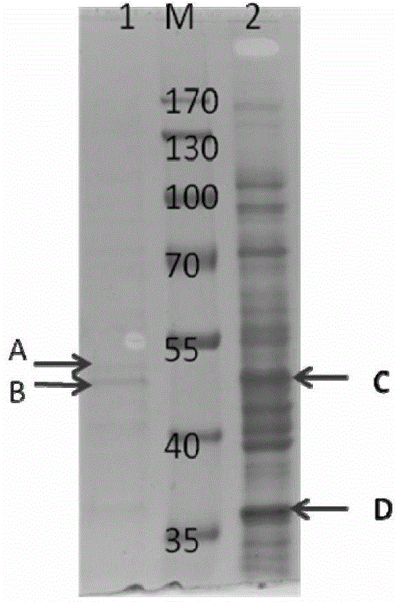 Screening and identification method of electricigen enzyme