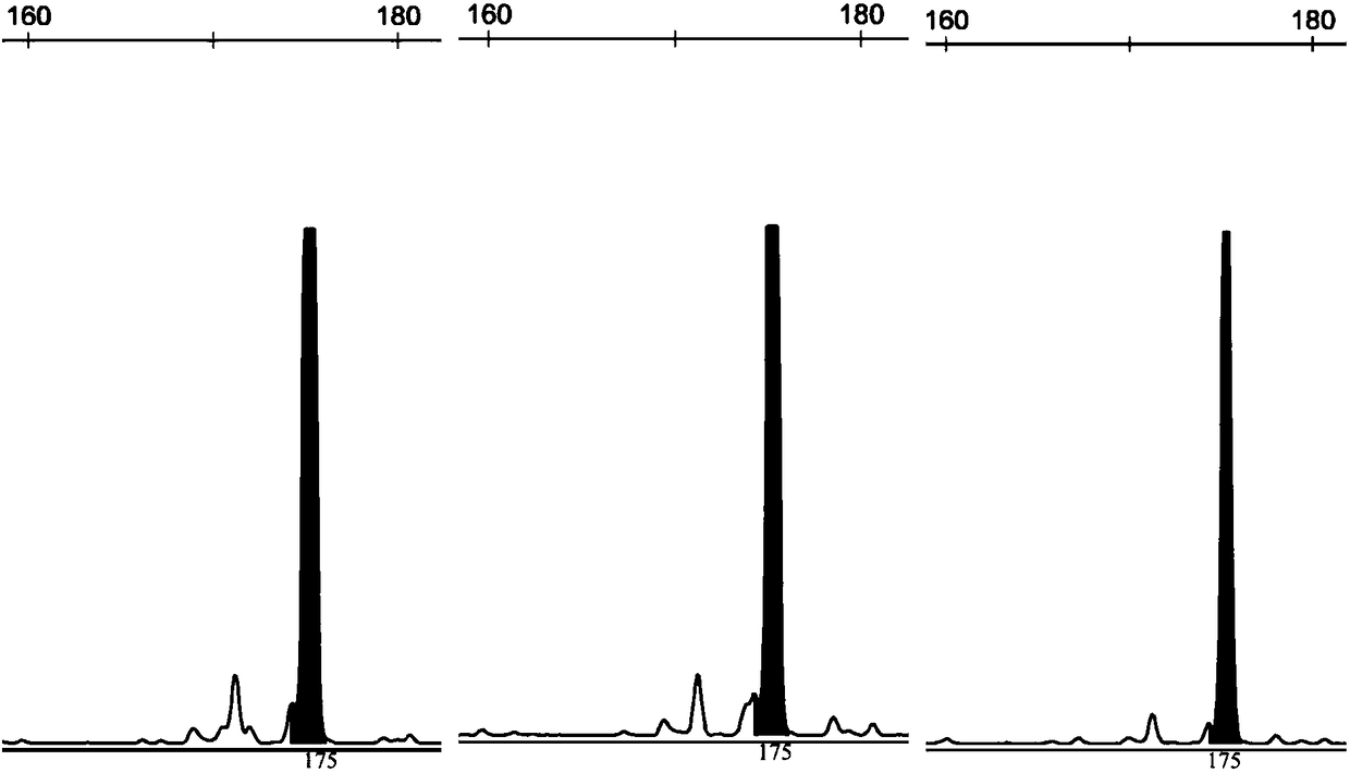 Rhinogobio ventralis Sauvage et Da bry paternity testing method based on micro-satellite fluorescence multiplex PCR