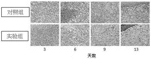 Photodynamic antiseptic dressing with antibacterial function, preparation method and application