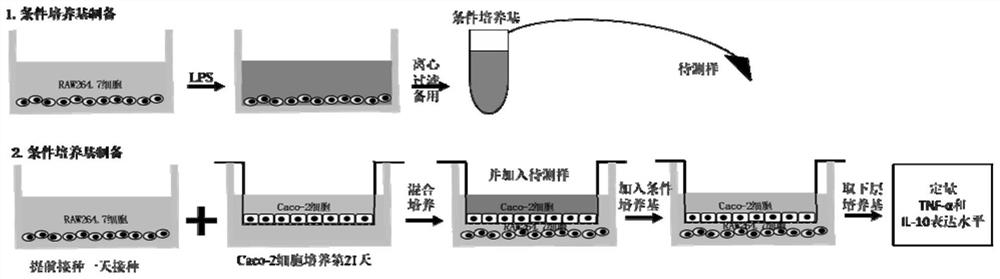 In-vitro model construction method for rapidly screening macromolecular immunocompetent substances