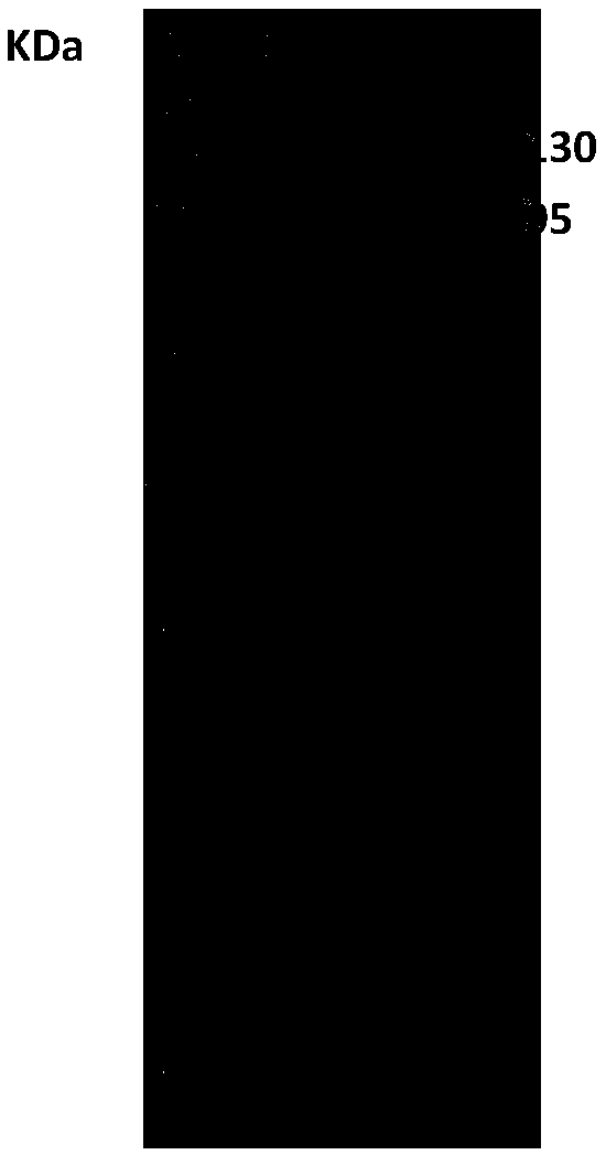 Monoclonal antibody against koi herpesvirus (KHV) and cell strain and application thereof