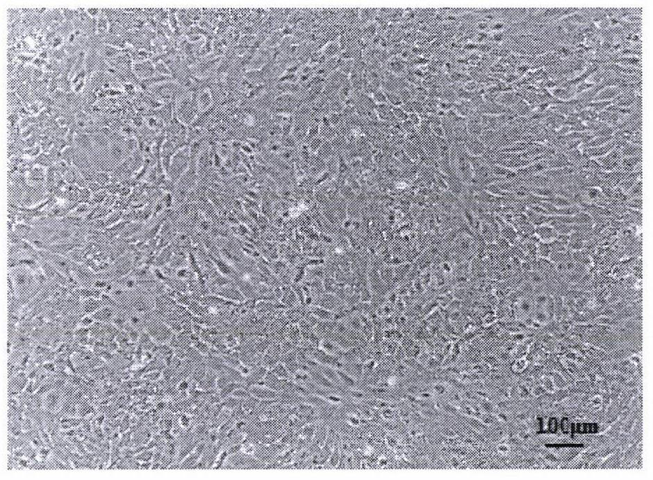 Establishment method of turbot hepatic parenchymal cell line and turbot hepatic parenchymal cell line