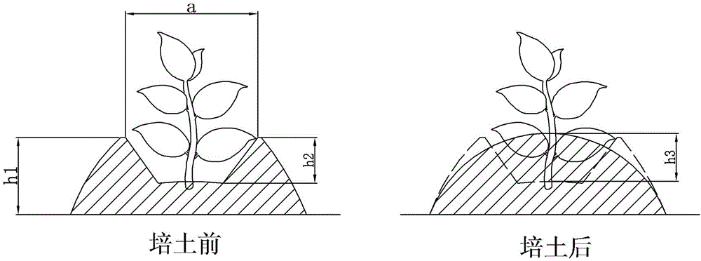 Medium concave ridging culture method for tobacco