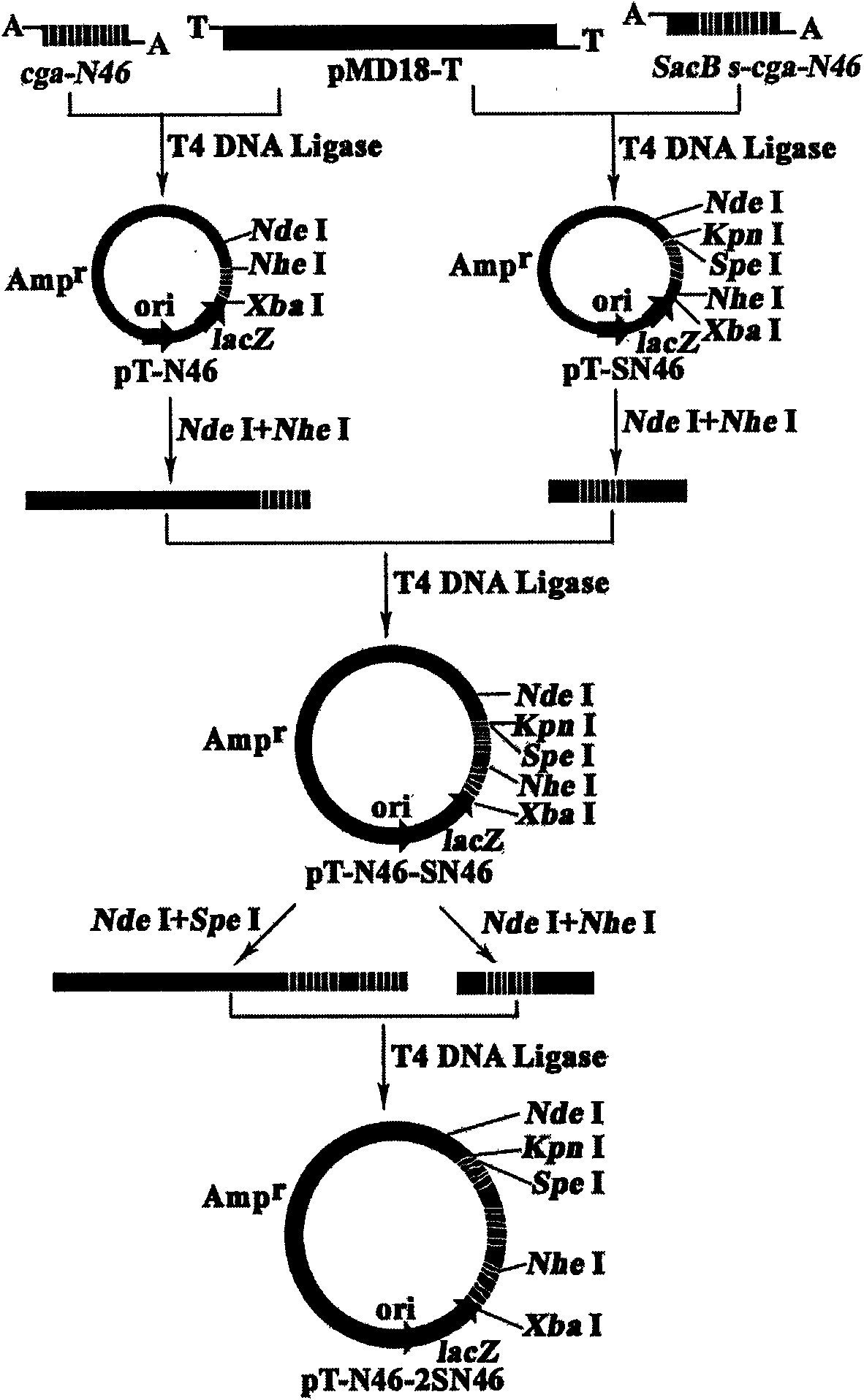 Construction method of polycistron expression vector