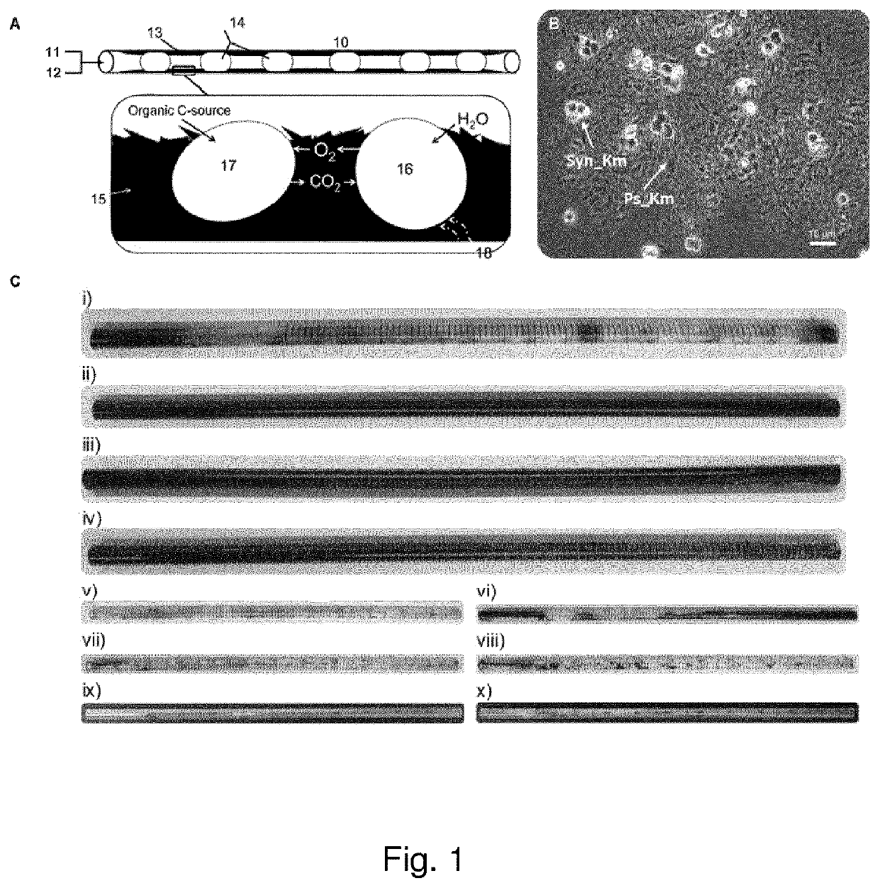 A composition of photoautotrophic microorganisms and chemoheterotrophic microorganisms in a biofilm