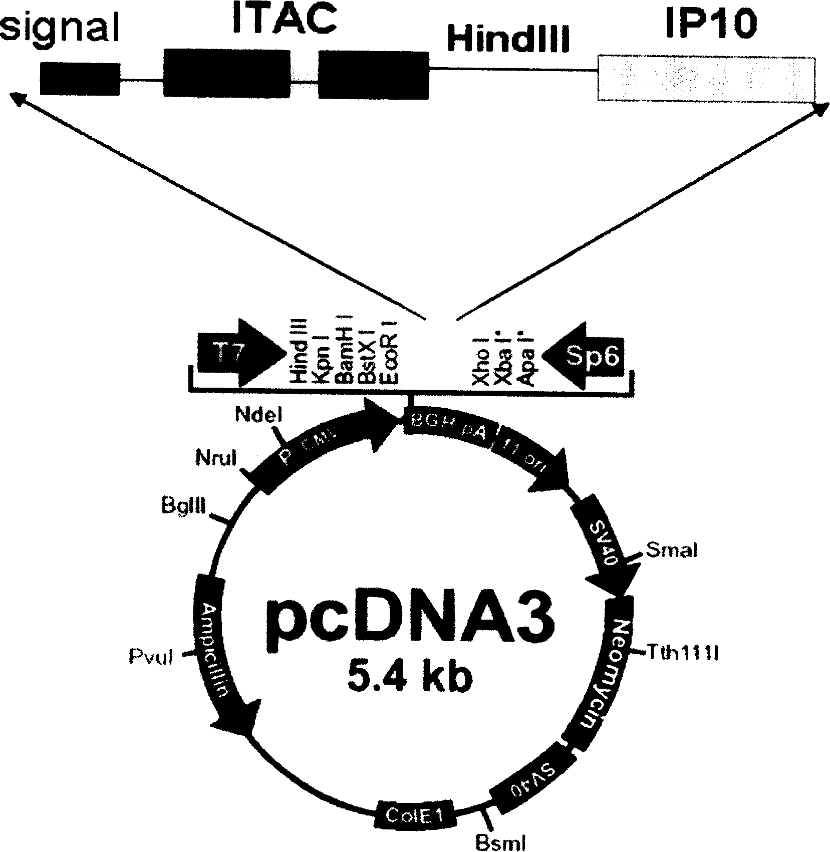 Double-function amalgamation protein, preparation method and application thereof
