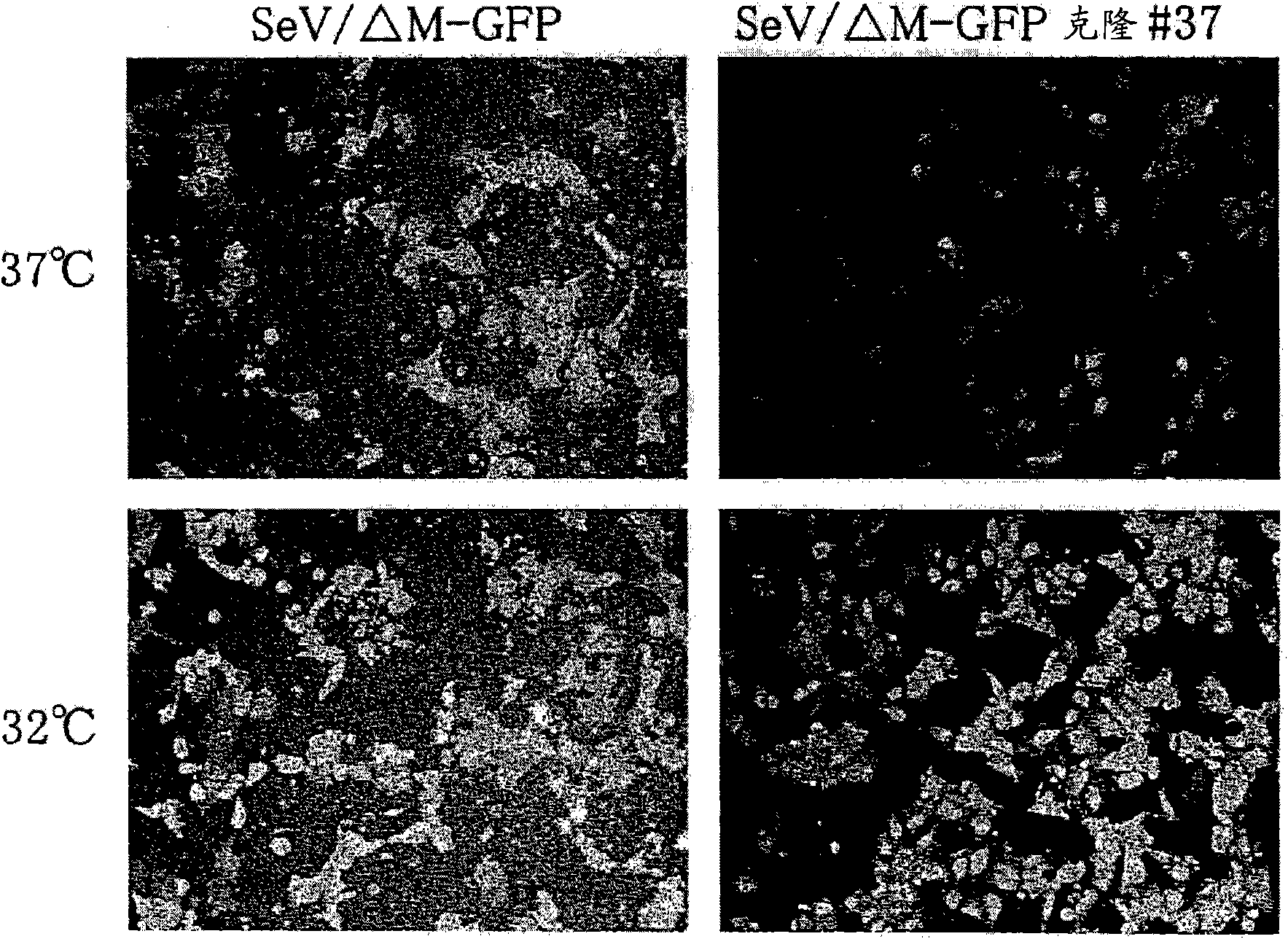 Attenuated minus-stranded rna virus